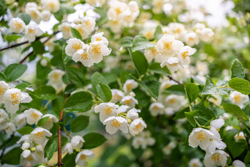 Blooming natural wet jasmine bush flowering in summer day after rain. Flowering shrub in summertime season. Background with white flowers and green leaves with water drops