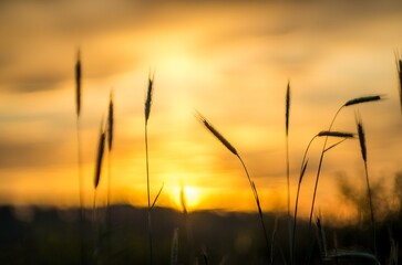 Golden sunset silhouette of wheat field