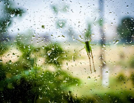 Rainy evening view through a window