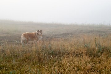 A lone collie dog in the fog