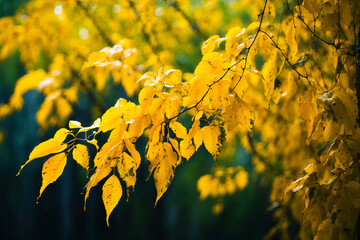 Golden Autumn Leaves