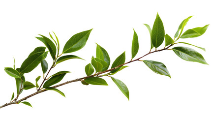 Obraz premium Beautiful tea tree branch with leaves isolated on a transparent background.