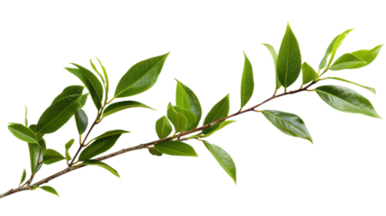 Beautiful tea tree branch with leaves isolated on a transparent background.