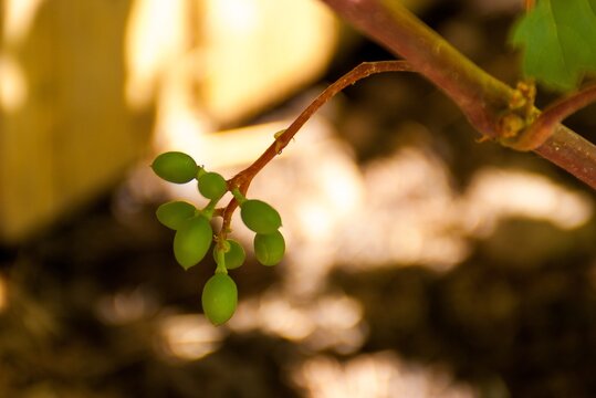 Sprig of unripe grape berries with blurred background