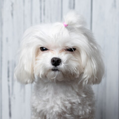 White Maltese dog with tiny pink bow on its head looking directly at camera with serious expression on white wooden background