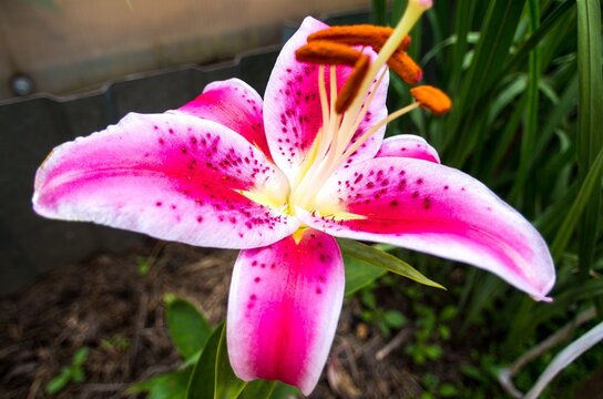 Vivid stargazer lily in full bloom
