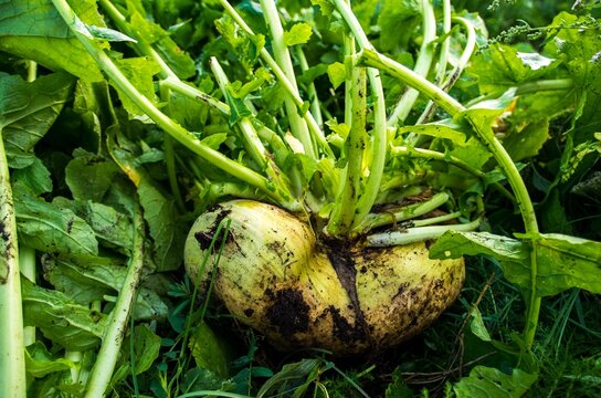 Freshly picked turnip root vegetable in field