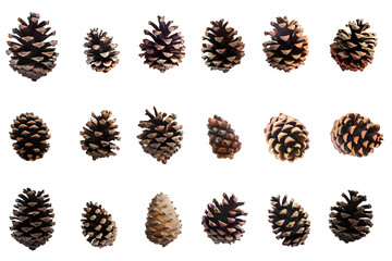Collection of small pinecones isolated on transparent background