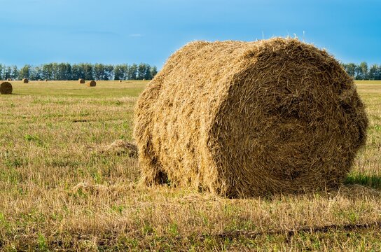 Harvest Time in the Rural Midwest