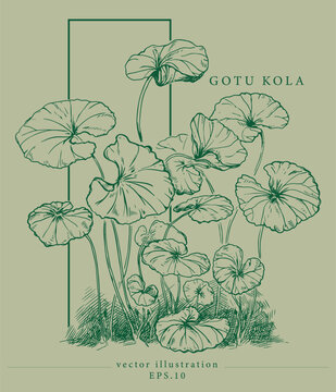 Gotu kola illustration isolated on background. Centella asiatica. Organic nature medical herb. Elements in graphic style label, sticker, menu, package. Sketch hand drawn line style.