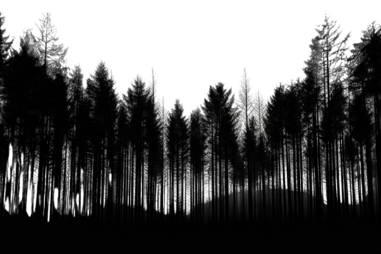 PNG  Black Background silhouette outdoors nature.