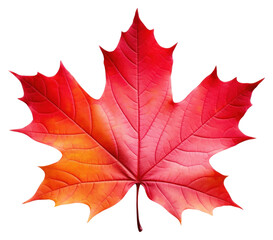 Obraz premium PNG Autumn maple leaf plant tree.