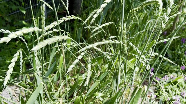 Spelled, Triticum, spelta