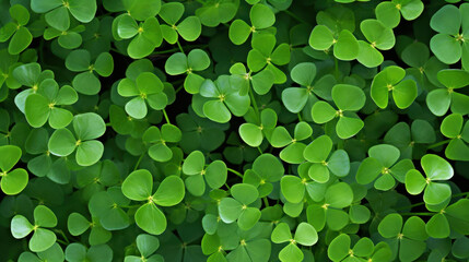 Vibrant green clover leaves create a lush and textured background.