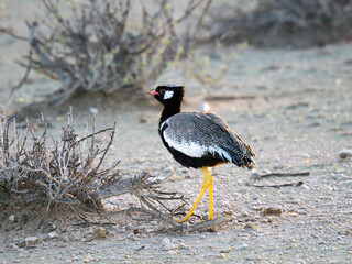 Weißflügeltrappe (Afrotis afraoides)