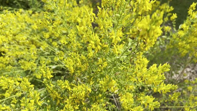 Broom dyer, Genista, tinctoria