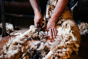 Close-up of Shearer Hands Carefully Shearing a Sheeps Fleece in a Rural Setting © GALDRIC
