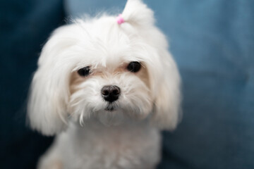 Small lap dog looking at camera. White Maltese dog with tiny pink bow on its head on blue sofa, copy space