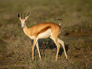 Springbock (Antidorcas marsupialis)