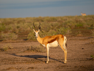 Springbock (Antidorcas marsupialis)