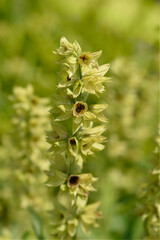 White-flowered common sage seed pods