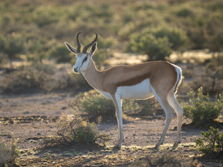 Springbock (Antidorcas marsupialis)