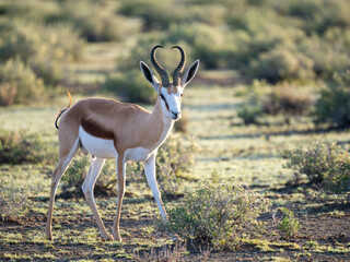 Springbock (Antidorcas marsupialis)