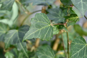Obraz premium English Ivy Green Ripple leaves