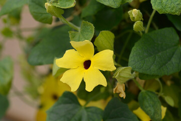 Black-eyed Susan vine flowers