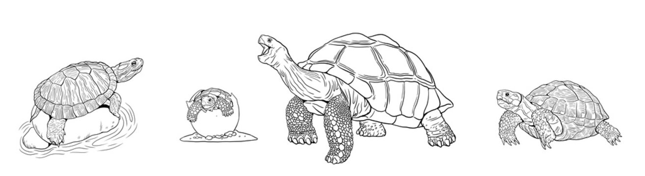 Drawing set with different turtle species. Water turtle and Galapagos tortoise to color in.