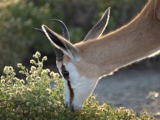 Springbock (Antidorcas marsupialis)