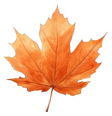 Fototapeta premium PNG Autumn leaf sketch maple plant.