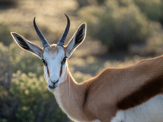 Springbock (Antidorcas marsupialis)