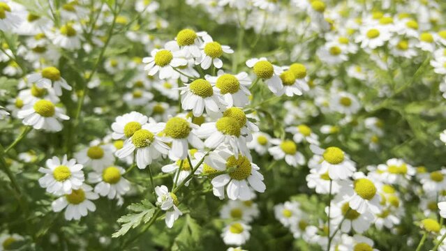 Feverfew, Tanacetum parthenium