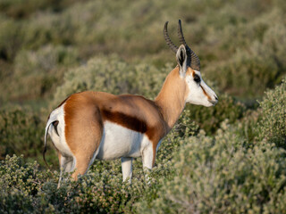 Springbock (Antidorcas marsupialis)