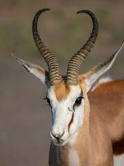 Springbock (Antidorcas marsupialis)
