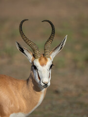 Springbock (Antidorcas marsupialis)