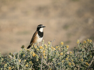 Erdschmätzer oder Erdsteinschmätzer (Oenanthe pileata)