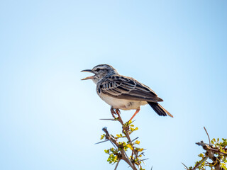 Sabotalerche (Calendulauda sabota)
