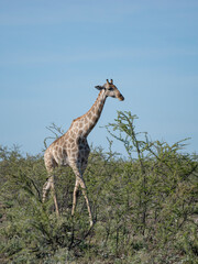 Angola-Giraffe (Giraffa giraffa angolensis