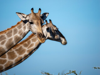 Angola-Giraffe (Giraffa giraffa angolensis