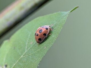 Epilachna borealis perched on a leaf