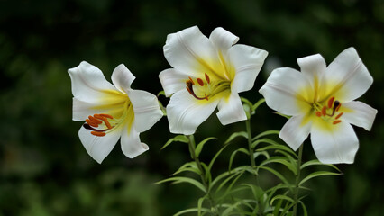 White Easter Lily flowers in garden. Lilies blooming. Blossom white Lilium Candidum in a summer. Garden Lillies with white petals against a green background. Lilies with vivid stamens. greeting card