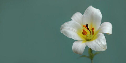 White Easter Lily flowers in garden. Lilies blooming against a turquoise  background. Blossom white Lilium Candidum in a summer. Garden Lillies with white petals. Large flowers in sunny day.