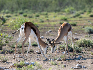 Springbock (Antidorcas marsupialis)