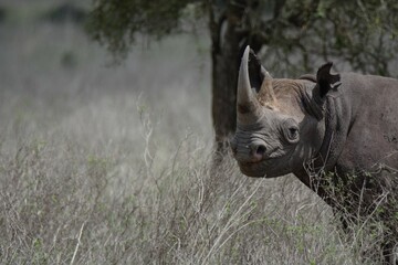 Fototapeta premium Close-up portrait of black rhino in the African savanna.