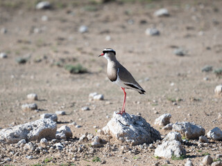 Kronenkiebitz (Vanellus coronatus)