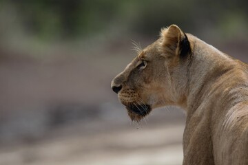 Close-up portrait of lion in the African savanna.