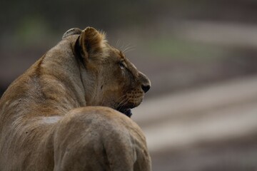 Close-up of lioness in the African savanna.
