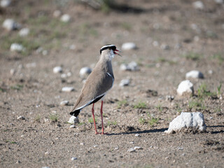 Kronenkiebitz (Vanellus coronatus)